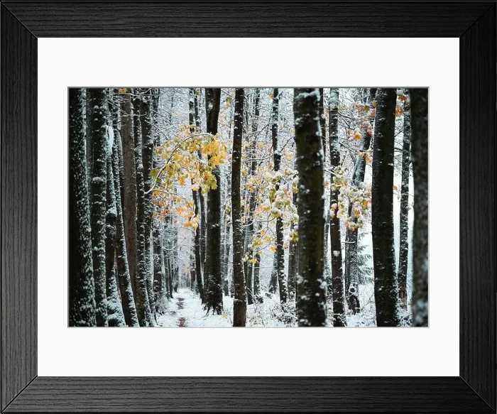 Framed Print : Majestic snowy alley with last yellow autumn leaves. Picturesque winter scene. Landscape photography Framed Print : Majestic snowy alley with last yellow autumn leaves. Picturesque winter scene. Landscape photography