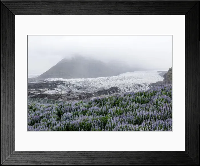Framed Print : Typical Iceland landscape with glacier, mountains and lupine flowers field. Summer time Framed Print : Typical Iceland landscape with glacier, mountains and lupine flowers field. Summer time