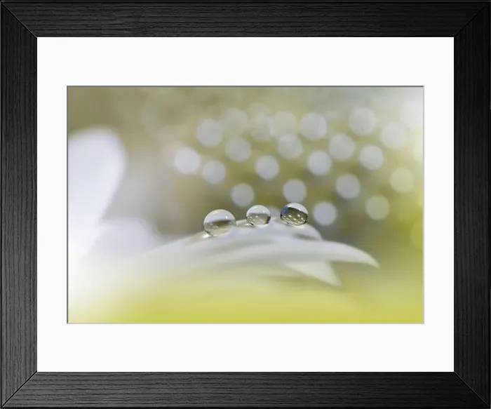 Framed Print : Beautiful Macro Photo.Colorful Flowers.Border Art Design.Magic Light.Close up Photography.Conceptual Abstract Image.White and Golden Background.Drops Framed Print : Beautiful Macro Photo.Colorful Flowers.Border Art Design.Magic Light.Close up Photography.Conceptual Abstract Image.White and Golden Background.Drops
