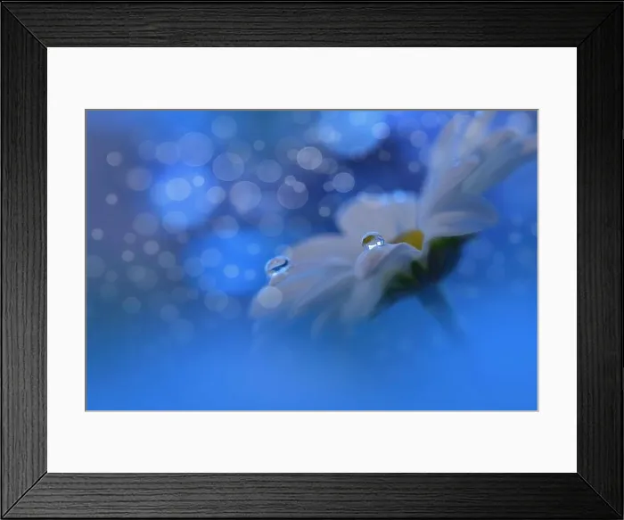 Framed Print : Beautiful Textured Macro Photo.Colorful Flowers.Border Art Design.Magic Light.Close up Photography.Conceptual Abstract Image.White and Blue Background Framed Print : Beautiful Textured Macro Photo.Colorful Flowers.Border Art Design.Magic Light.Close up Photography.Conceptual Abstract Image.White and Blue Background