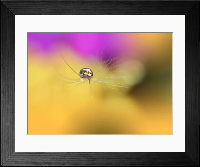 Framed Print : Beautiful Nature Background.Floral Art Design.Abstract Macro Photography.Pastel Flower.Dandelion Flowers.Pink Background.Creative Artistic Wallpaper