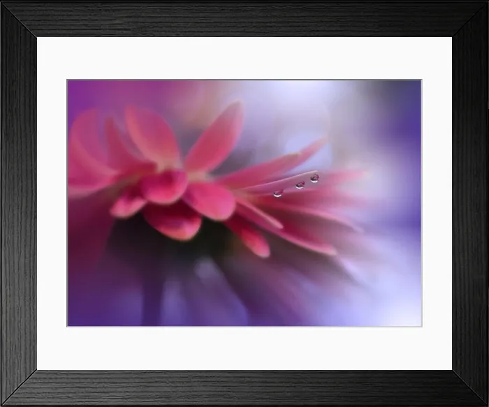 Framed Print : Macro Photography.Floral abstract pastel background with copy space.Gerbera flower.Tranquil Pink Nature Background.Blurred space for your text.Drops Framed Print : Macro Photography.Floral abstract pastel background with copy space.Gerbera flower.Tranquil Pink Nature Background.Blurred space for your text.Drops