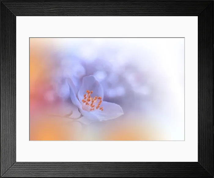 Framed Print : Macro Photography.Floral abstract pastel background with copy space.White Jasmine flowers in soft style for wedding card.Orange Nature Background.Pure Framed Print : Macro Photography.Floral abstract pastel background with copy space.White Jasmine flowers in soft style for wedding card.Orange Nature Background.Pure