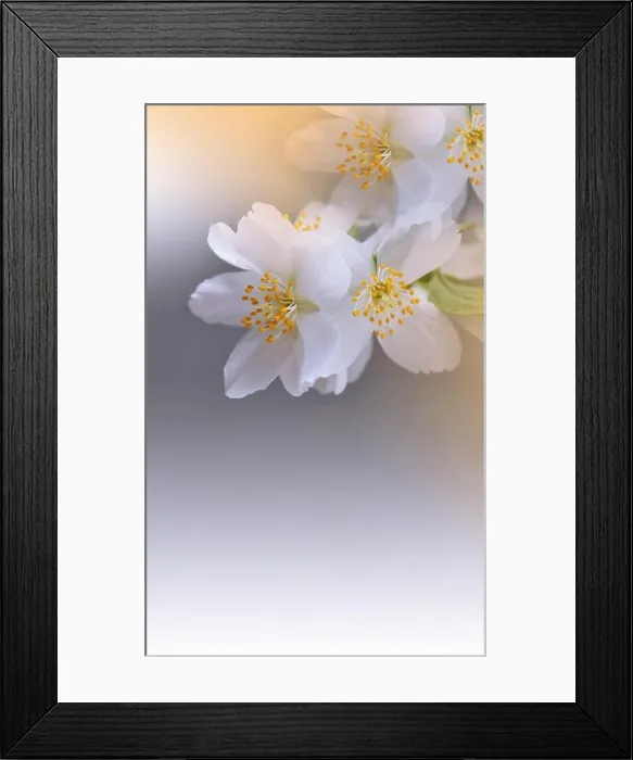 Framed Print : Macro Photography.Floral abstract pastel background with copy space.White Jasmine flowers in soft style for wedding card.Orange Nature Background.Pure Framed Print : Macro Photography.Floral abstract pastel background with copy space.White Jasmine flowers in soft style for wedding card.Orange Nature Background.Pure