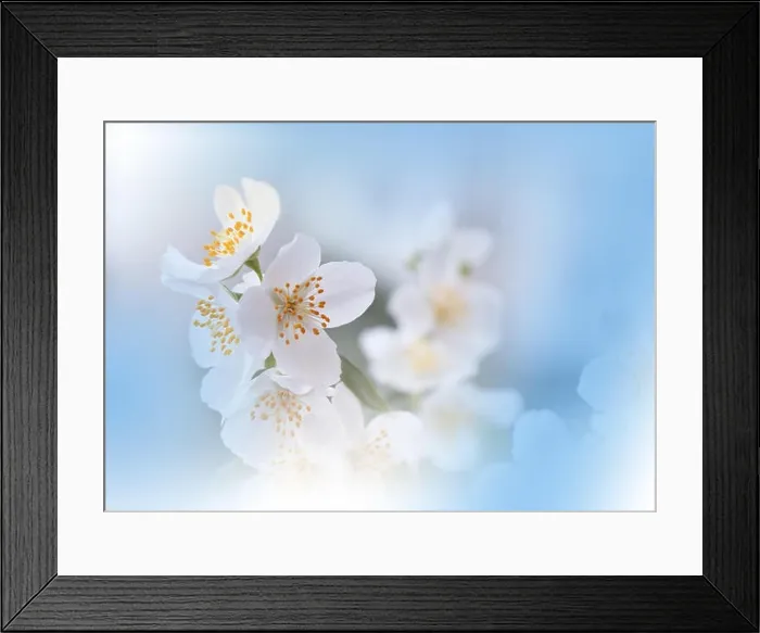 Framed Print : Macro Photography.Floral abstract pastel blue background with copy space.White Jasmine flowers in soft style for wedding card.Orange Nature Background Framed Print : Macro Photography.Floral abstract pastel blue background with copy space.White Jasmine flowers in soft style for wedding card.Orange Nature Background