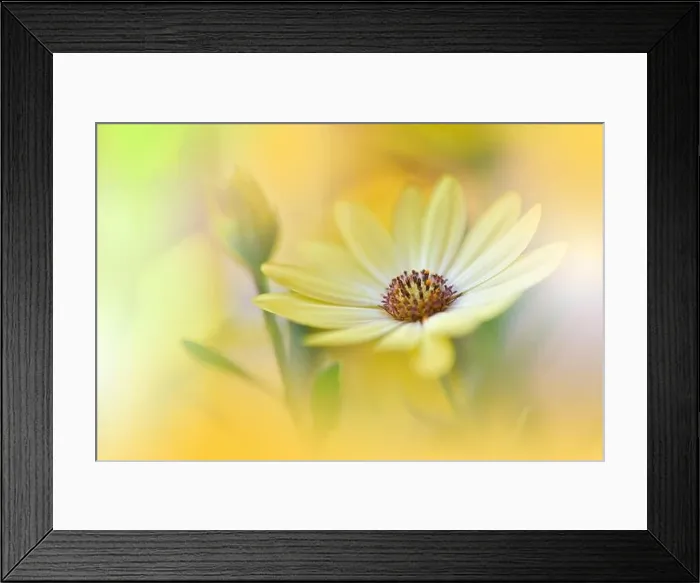 Framed Print : Beautiful Nature Background.Floral Art Design.Abstract Macro Photography.Gerbera Daisy Flower.Golden Background.Creative Artistic Wallpaper.Summer, sun Framed Print : Beautiful Nature Background.Floral Art Design.Abstract Macro Photography.Gerbera Daisy Flower.Golden Background.Creative Artistic Wallpaper.Summer, sun