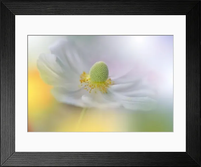 Framed Print : Beautiful Nature Background.Floral Art Design.Abstract Macro Photography.Summer Flower.White Background.Creative Artistic Wallpaper.Green Color.Sun Framed Print : Beautiful Nature Background.Floral Art Design.Abstract Macro Photography.Summer Flower.White Background.Creative Artistic Wallpaper.Green Color.Sun