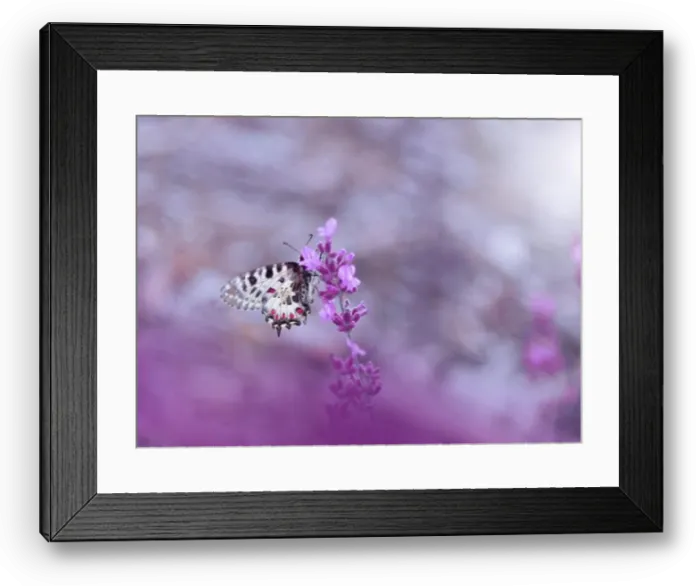 Framed Print : Beautiful Violet Nature Background.Floral Art Design.Macro Photography.Floral abstract pastel background with copy space.Butterfly and Lavender Field Framed Print : Beautiful Violet Nature Background.Floral Art Design.Macro Photography.Floral abstract pastel background with copy space.Butterfly and Lavender Field