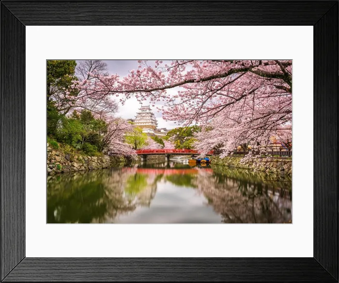 Framed Print : Himeji, Japan at Himeji Castle during spring cherry blossom season Framed Print : Himeji, Japan at Himeji Castle during spring cherry blossom season