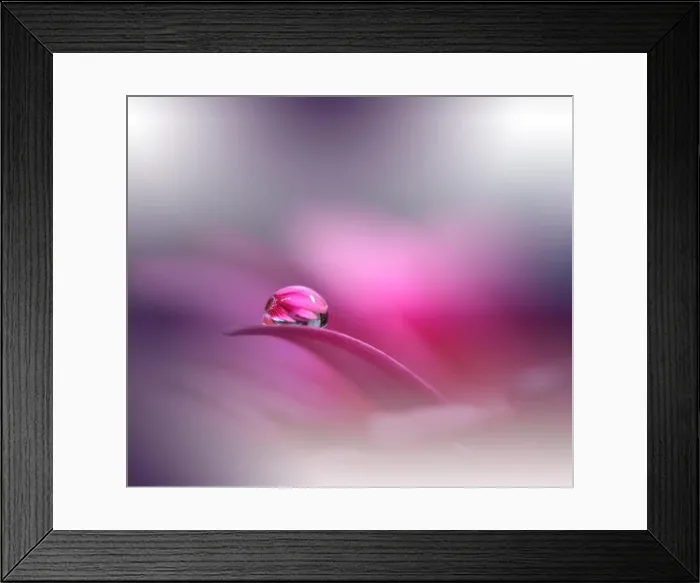 Framed Print : Beautiful Violet Nature Background.Colorful Artistic Wallpaper.Natural Abstract Macro Photography.Creative Floral Art Design.Pink Color.Gerbera Daisy