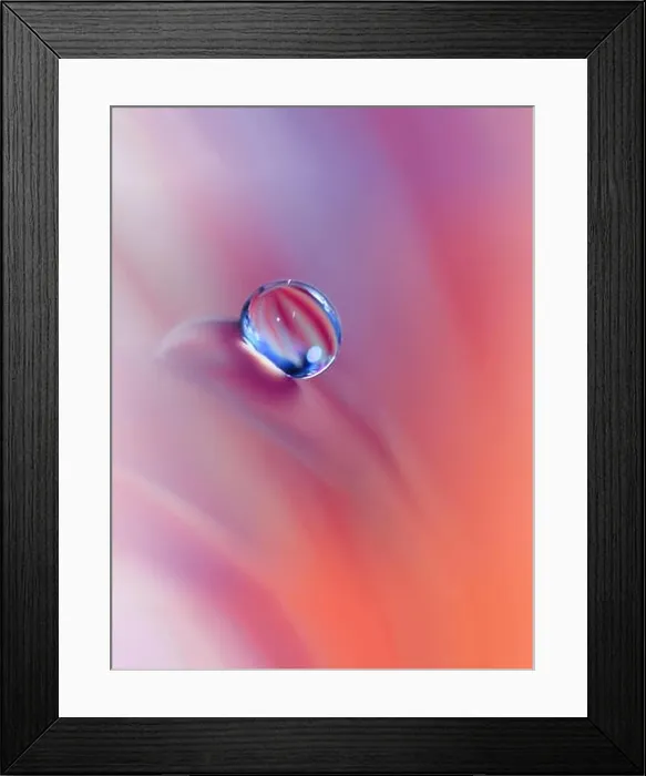 Framed Print : Beautiful Orange Nature Background.Colorful Artistic Wallpaper.Natural Abstract Macro Photography.Creative Floral Art Design.Coral Color.Gerbera Daisy Framed Print : Beautiful Orange Nature Background.Colorful Artistic Wallpaper.Natural Abstract Macro Photography.Creative Floral Art Design.Coral Color.Gerbera Daisy