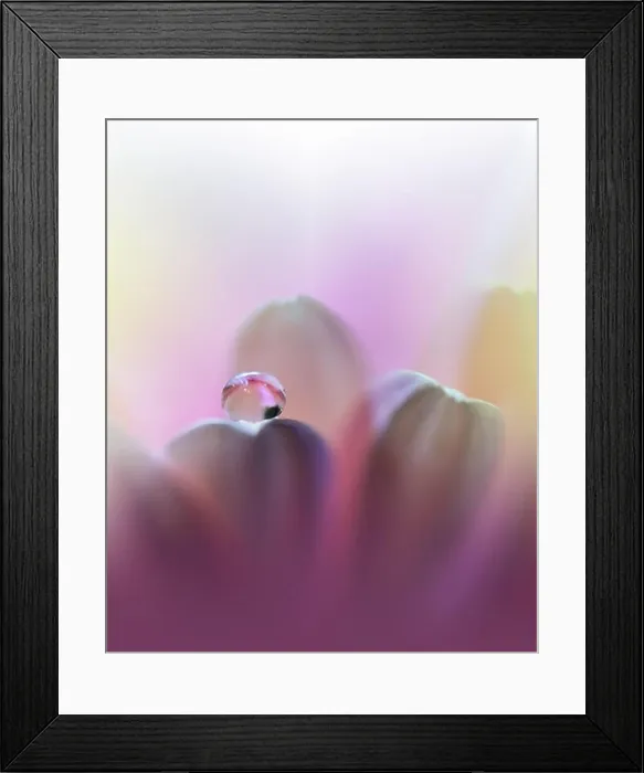 Framed Print : Beautiful Violet Nature Background.Colorful Artistic Wallpaper.Natural Abstract Macro Photography.Creative Floral Art Design.Pink Color.Gerbera Daisy Framed Print : Beautiful Violet Nature Background.Colorful Artistic Wallpaper.Natural Abstract Macro Photography.Creative Floral Art Design.Pink Color.Gerbera Daisy