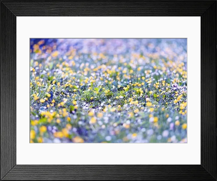 Framed Print : Flowers field in spring meadow. Nature background Framed Print : Flowers field in spring meadow. Nature background