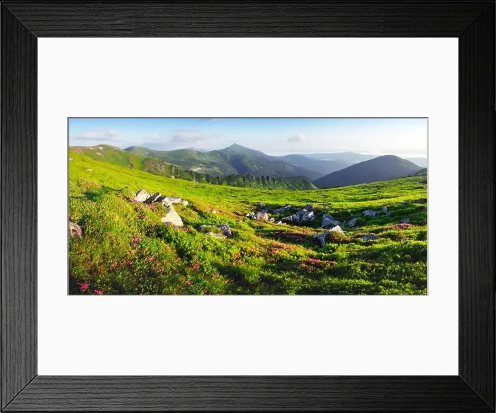 Framed Print : Rhododendron flowers covered mountains meadow in summer time. Purple sunrise light glowing on a foreground. Landscape photography. Panorama Framed Print : Rhododendron flowers covered mountains meadow in summer time. Purple sunrise light glowing on a foreground. Landscape photography. Panorama