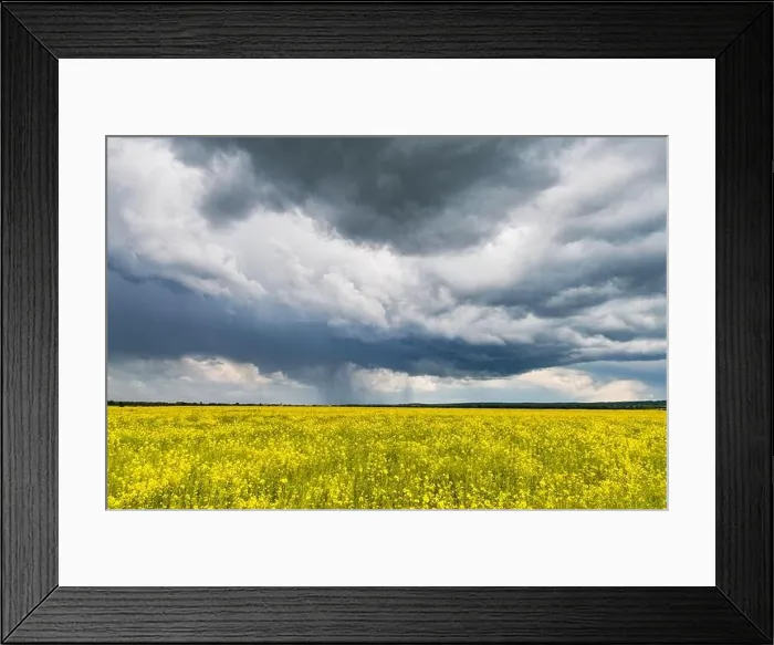 Framed Print : Dramatic storm clouds with rain over yellow rapeseed fields. Landscape photography Framed Print : Dramatic storm clouds with rain over yellow rapeseed fields. Landscape photography