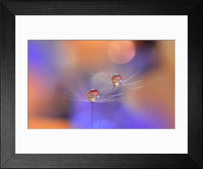 Framed Print : Beautiful Nature Background.Floral Art Design.Abstract Macro Photography.Pastel Flower.Dandelion Flowers.Blue Background.Creative Artistic Wallpaper Framed Print : Beautiful Nature Background.Floral Art Design.Abstract Macro Photography.Pastel Flower.Dandelion Flowers.Blue Background.Creative Artistic Wallpaper