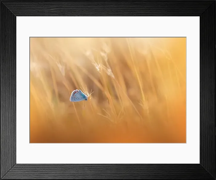 Framed Print : Beautiful Golden Nature Background.Floral Art Design.Macro Photography.Butterfly and Wild Field.Creative Artistic Wallpaper.Summer Meadow.Yellow Color Framed Print : Beautiful Golden Nature Background.Floral Art Design.Macro Photography.Butterfly and Wild Field.Creative Artistic Wallpaper.Summer Meadow.Yellow Color