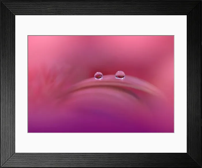 Framed Print : Beautiful Macro Photo.Colorful Flowers.Art Design.Magic Light.Close up Photography.Conceptual Abstract Image.Violet and Pink Background.Water Drop