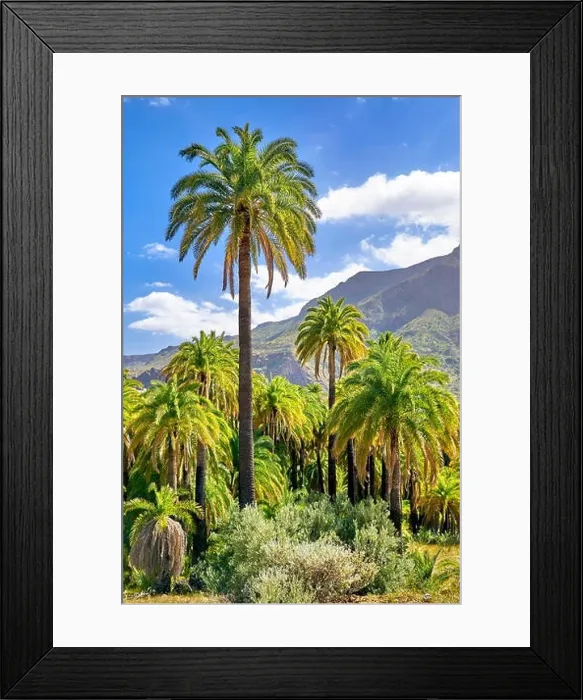 Framed Print : Canarian landscape with palm tree, Gran Canaria, Spain Framed Print : Canarian landscape with palm tree, Gran Canaria, Spain