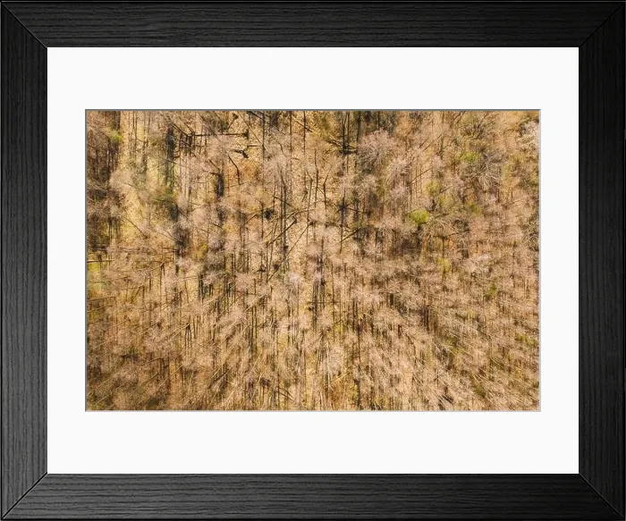 Framed Print : Aerial View Of Deciduous Trees Without Foliage Leaves In Landscape At Early Spring. Top Flat View From High Attitude. Natural Backdrop Background Of Framed Print : Aerial View Of Deciduous Trees Without Foliage Leaves In Landscape At Early Spring. Top Flat View From High Attitude. Natural Backdrop Background Of