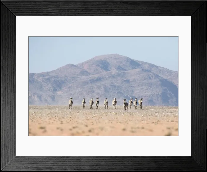 Framed Print : Haartmans mountain Zebra Framed Print : Haartmans mountain Zebra