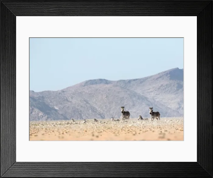 Framed Print : Haartmans mountain Zebra Framed Print : Haartmans mountain Zebra