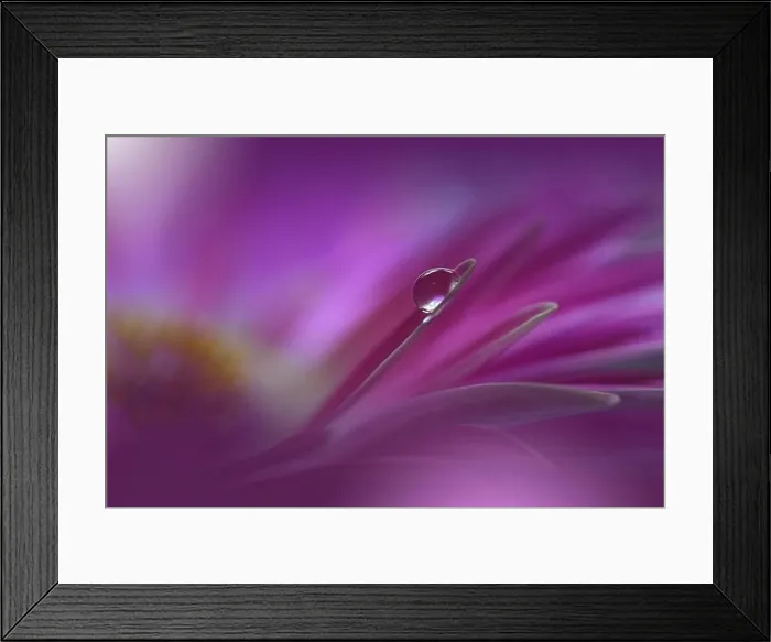 Framed Print : Beautiful Nature Background.Floral Art Design.Abstract Macro Photography.Gerbera Daisy Flower.Violet Background.Creative Artistic Wallpaper.Water Drop Framed Print : Beautiful Nature Background.Floral Art Design.Abstract Macro Photography.Gerbera Daisy Flower.Violet Background.Creative Artistic Wallpaper.Water Drop