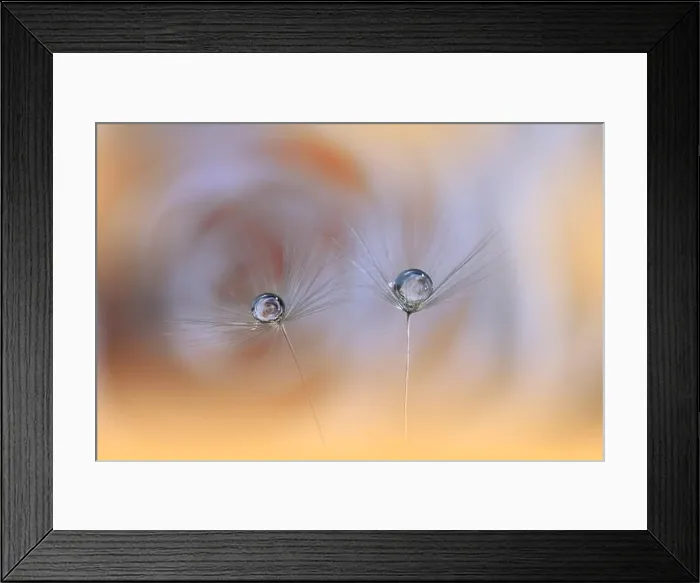 Framed Print : Beautiful Nature Background.Floral Art Design.Abstract Macro Photography.Dandelion Flowers.Orange Background.Creative Artistic Wallpaper.Celebration Framed Print : Beautiful Nature Background.Floral Art Design.Abstract Macro Photography.Dandelion Flowers.Orange Background.Creative Artistic Wallpaper.Celebration