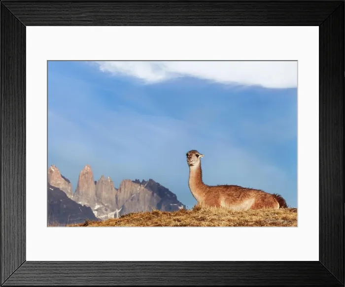 Framed Print : Guanaco in Torres del Paine National Park, Patagonia, Chile Framed Print : Guanaco in Torres del Paine National Park, Patagonia, Chile