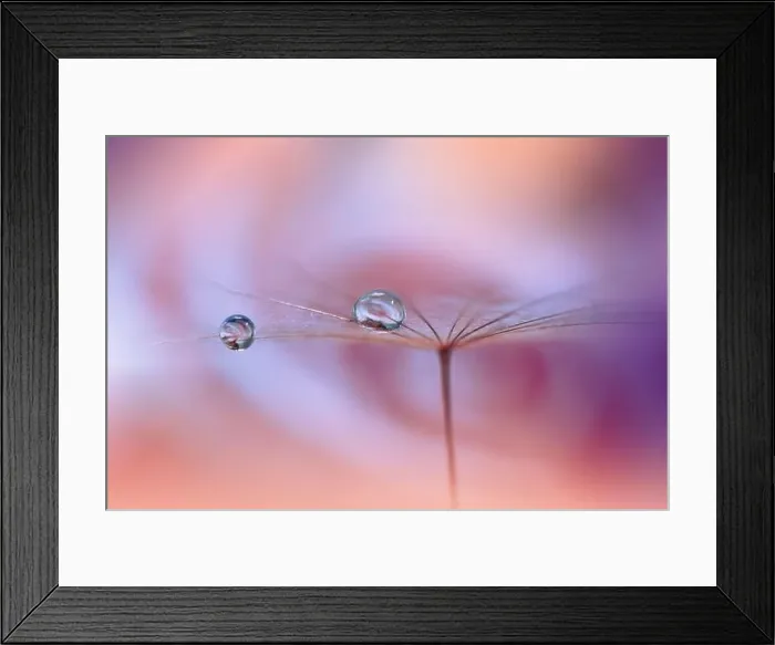 Framed Print : Beautiful Nature Background.Floral Art Design.Abstract Macro Photography.Dandelion Flowers.Orange Background.Creative Artistic Wallpaper.Celebration Framed Print : Beautiful Nature Background.Floral Art Design.Abstract Macro Photography.Dandelion Flowers.Orange Background.Creative Artistic Wallpaper.Celebration