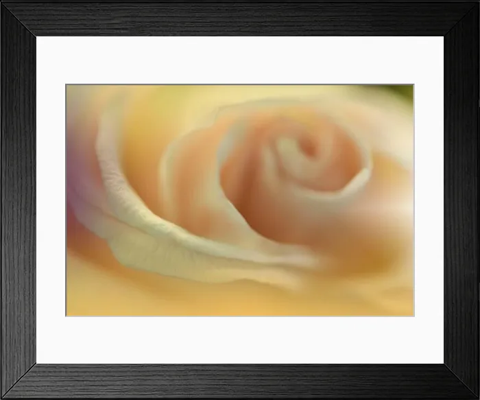 Framed Print : Beautiful Nature Background.Floral Art Design.Abstract Macro Photography.Summer Rose Flower.Golden Background.Creative Artistic Wallpaper.Yellow Color Framed Print : Beautiful Nature Background.Floral Art Design.Abstract Macro Photography.Summer Rose Flower.Golden Background.Creative Artistic Wallpaper.Yellow Color