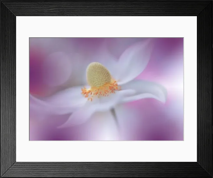 Framed Print : Beautiful Nature Background.Floral Art Design.Abstract Macro Photography.Summer Flower.White Background.Creative Artistic Wallpaper.Violet Color.Sun Framed Print : Beautiful Nature Background.Floral Art Design.Abstract Macro Photography.Summer Flower.White Background.Creative Artistic Wallpaper.Violet Color.Sun