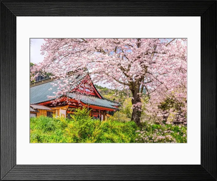 Framed Print : Kotokuji Temple, Shizuoka, Japan in spring Framed Print : Kotokuji Temple, Shizuoka, Japan in spring