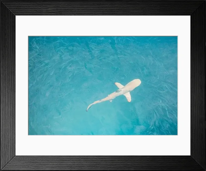 Framed Print : Blacktip Reef Shark hunting in a shoal of fish. Sea life ecosystem. Marine wildlife in tropical ocean lagoon, clear waters school of fish. Turquoise Framed Print : Blacktip Reef Shark hunting in a shoal of fish. Sea life ecosystem. Marine wildlife in tropical ocean lagoon, clear waters school of fish. Turquoise