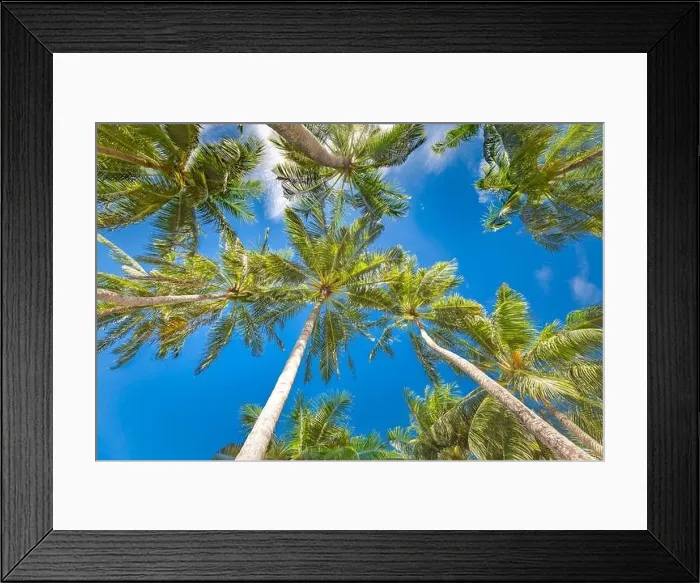Framed Print : Coconut palm tree with blue sky, beautiful tropical background. Exotic nature pattern, green palm leaves against blue sky. Tropical beach amazing view Framed Print : Coconut palm tree with blue sky, beautiful tropical background. Exotic nature pattern, green palm leaves against blue sky. Tropical beach amazing view