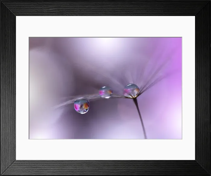 Framed Print : Beautiful Violet Nature Background.Colorful Artistic Wallpaper.Macro Photography.Beauty in Nature.Creative Floral Art Design.Blurred space for text Framed Print : Beautiful Violet Nature Background.Colorful Artistic Wallpaper.Macro Photography.Beauty in Nature.Creative Floral Art Design.Blurred space for text