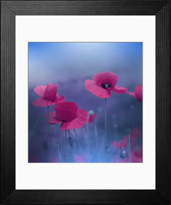 Framed Print : Beautiful Blue Nature Background.Colorful Artistic Wallpaper.Natural Abstract Macro Photography.Creative Floral Art Design.Red Poppy Flowers.Field Framed Print : Beautiful Blue Nature Background.Colorful Artistic Wallpaper.Natural Abstract Macro Photography.Creative Floral Art Design.Red Poppy Flowers.Field