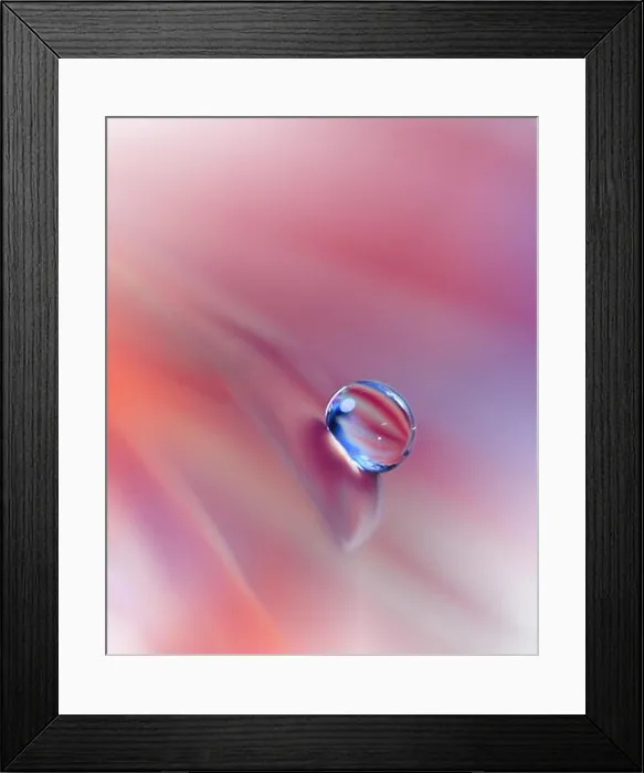 Framed Print : Beautiful Orange Nature Background.Colorful Artistic Wallpaper.Natural Abstract Macro Photography.Creative Floral Art Design.Coral Color.Gerbera Daisy Framed Print : Beautiful Orange Nature Background.Colorful Artistic Wallpaper.Natural Abstract Macro Photography.Creative Floral Art Design.Coral Color.Gerbera Daisy