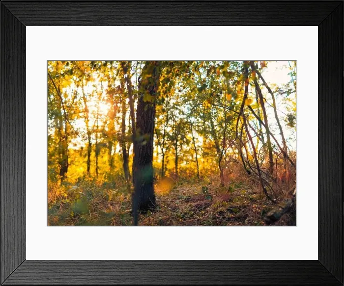 Framed Print : Fallen leaves and sun beams in autumn forest. Seasonal nature background, orange yellow leaves and trees Framed Print : Fallen leaves and sun beams in autumn forest. Seasonal nature background, orange yellow leaves and trees