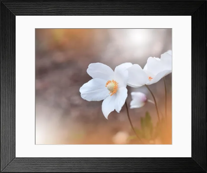 Framed Print : Beautiful Orange Nature Background.Colorful Artistic Wallpaper.Abstract Macro Photography.Creative Floral Art Design.White Color.Anemone Flower.Close Framed Print : Beautiful Orange Nature Background.Colorful Artistic Wallpaper.Abstract Macro Photography.Creative Floral Art Design.White Color.Anemone Flower.Close