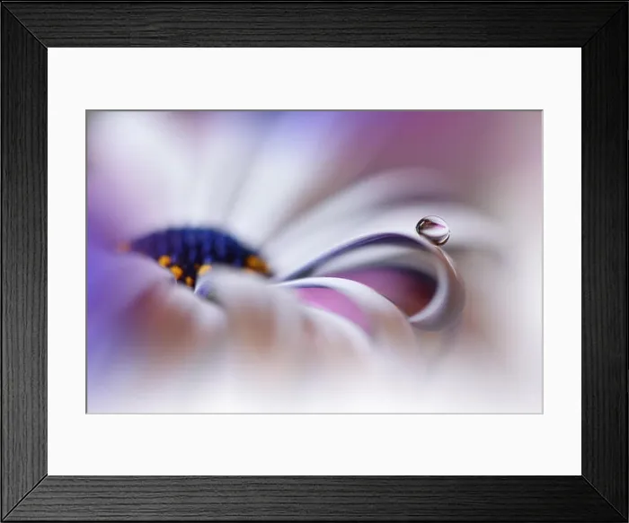 Framed Print : Beautiful Violet Nature Background.Colorful Artistic Wallpaper.Macro Photography.Beauty in Nature.Creative Floral Art Design.Osteospermum Flower.Pure Framed Print : Beautiful Violet Nature Background.Colorful Artistic Wallpaper.Macro Photography.Beauty in Nature.Creative Floral Art Design.Osteospermum Flower.Pure