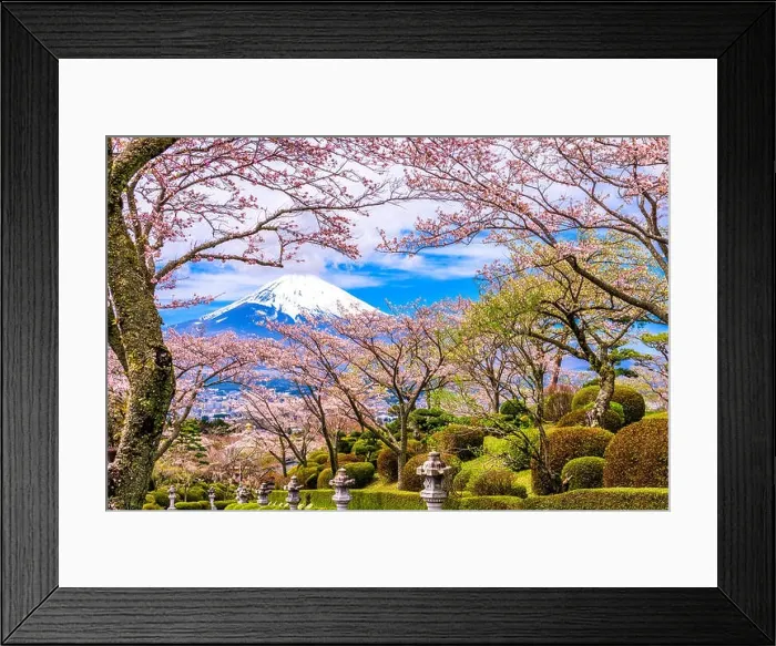 Framed Print : Gotemba City, Japan at Peace Park with Mt. Fuji in spring season Framed Print : Gotemba City, Japan at Peace Park with Mt. Fuji in spring season
