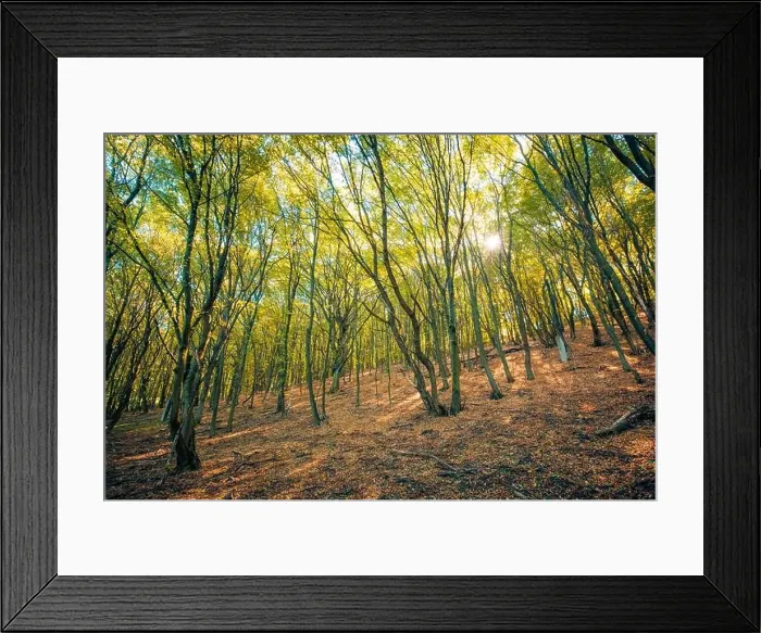 Framed Print : Autumn forest nature. Peaceful vivid morning in colorful forest with sun rays through branches of trees. Scenery of nature with sunlight Framed Print : Autumn forest nature. Peaceful vivid morning in colorful forest with sun rays through branches of trees. Scenery of nature with sunlight