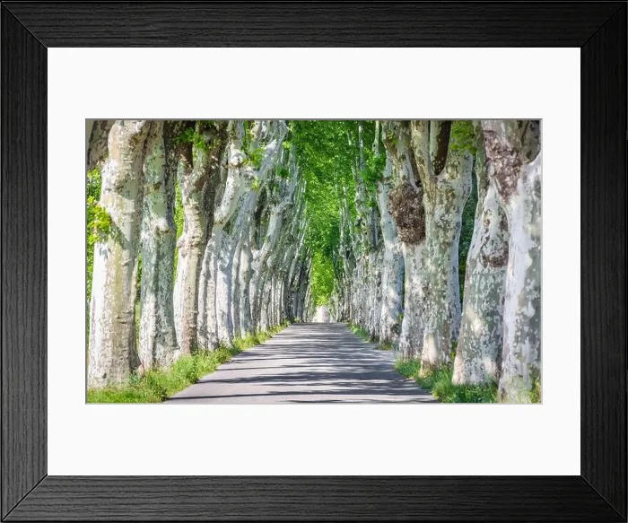Framed Print : Country road running through tree alley in south France, Provence. Beautiful sycamore trees alley and road in summer landscape Framed Print : Country road running through tree alley in south France, Provence. Beautiful sycamore trees alley and road in summer landscape