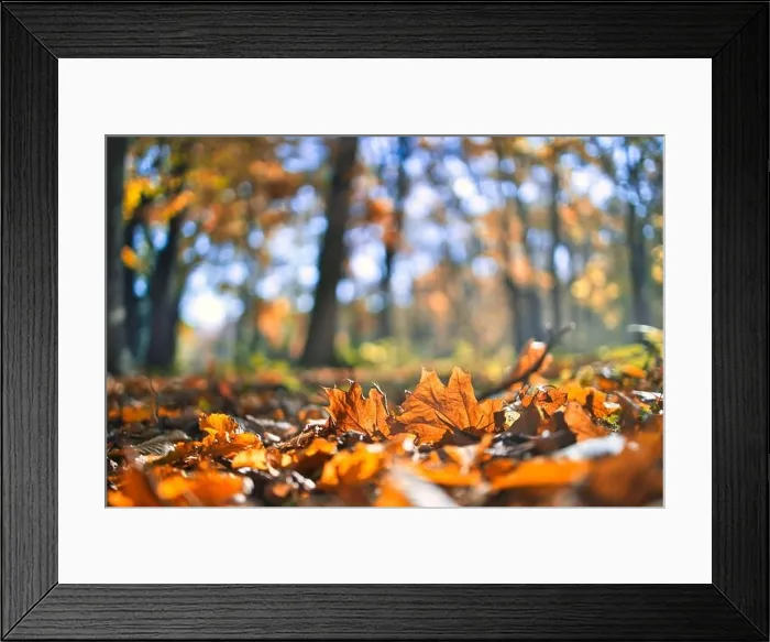 Framed Print : Beautiful autumn landscape with yellow trees and sun. Colorful foliage in the park. Falling leaves natural background, low point of view, fall forest Framed Print : Beautiful autumn landscape with yellow trees and sun. Colorful foliage in the park. Falling leaves natural background, low point of view, fall forest