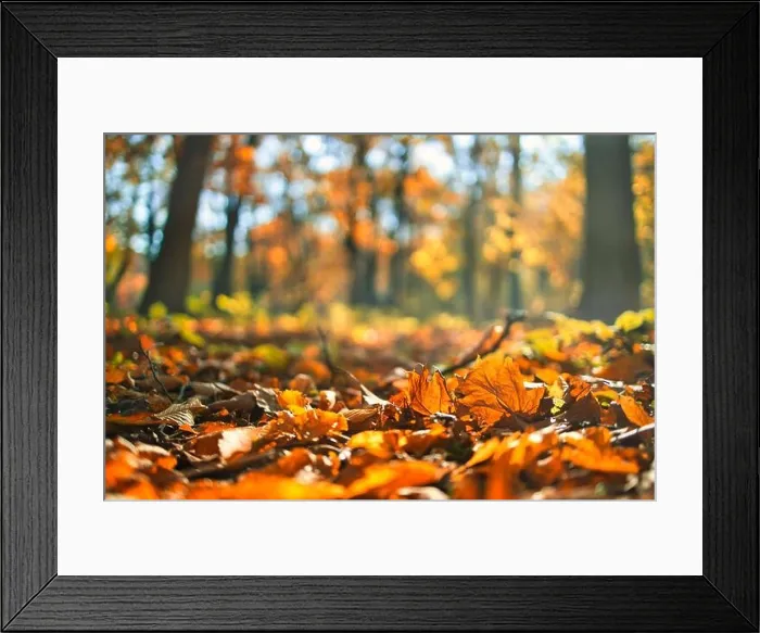 Framed Print : Beautiful autumn landscape with yellow trees and sun. Colorful foliage in the park. Falling leaves natural background, low point of view, fall forest Framed Print : Beautiful autumn landscape with yellow trees and sun. Colorful foliage in the park. Falling leaves natural background, low point of view, fall forest
