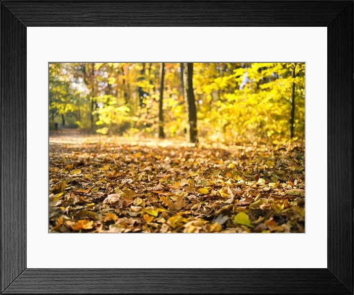 Framed Print : Beautiful autumn landscape with yellow trees and sun. Colorful foliage in the park. Falling leaves natural background, low point of view, fall forest Framed Print : Beautiful autumn landscape with yellow trees and sun. Colorful foliage in the park. Falling leaves natural background, low point of view, fall forest