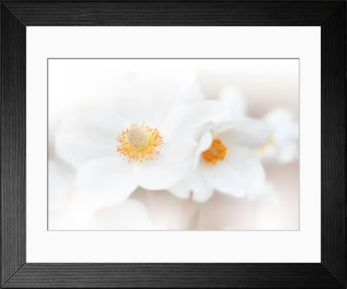Framed Print : Beautiful Nature Background.Colorful Artistic Wallpaper.Natural Abstract Macro Photography.Creative Floral Art Design.White Color.Anemone Flowers.Pure