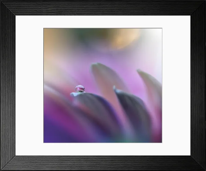 Framed Print : Beautiful Pink Nature Background.Colorful Artistic Wallpaper.Natural Abstract Macro Photography.Creative Floral Art Design.Violet Color.Gerbera Daisy Framed Print : Beautiful Pink Nature Background.Colorful Artistic Wallpaper.Natural Abstract Macro Photography.Creative Floral Art Design.Violet Color.Gerbera Daisy