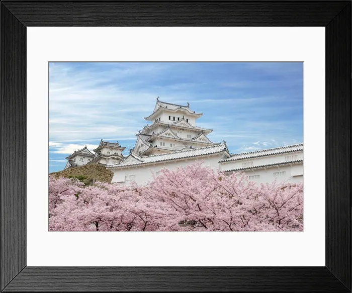 Framed Print : Cherry blossom flowers and Himeji castle in Himeji, Hyogo, Japan Framed Print : Cherry blossom flowers and Himeji castle in Himeji, Hyogo, Japan
